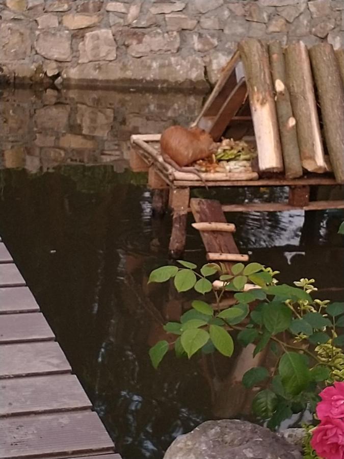 Altana Caloroczna Vira Numer 7 Herbergerowka Agroturystyka Na Wsi Duszniki Zdrój Extérieur photo